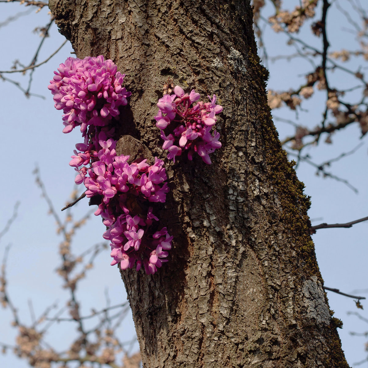 Meeting with a Judas Tree cover