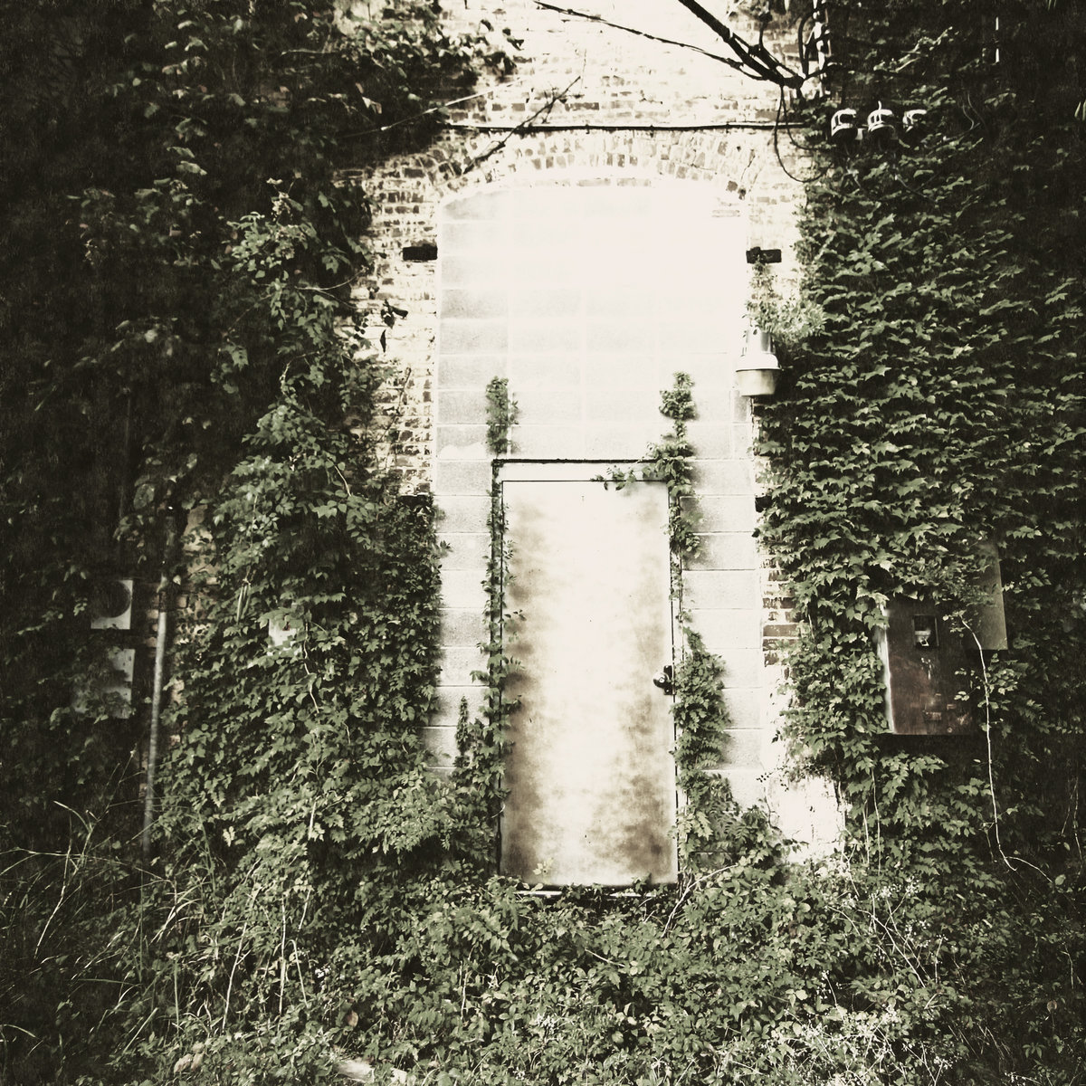 Moss Deceptiva cover