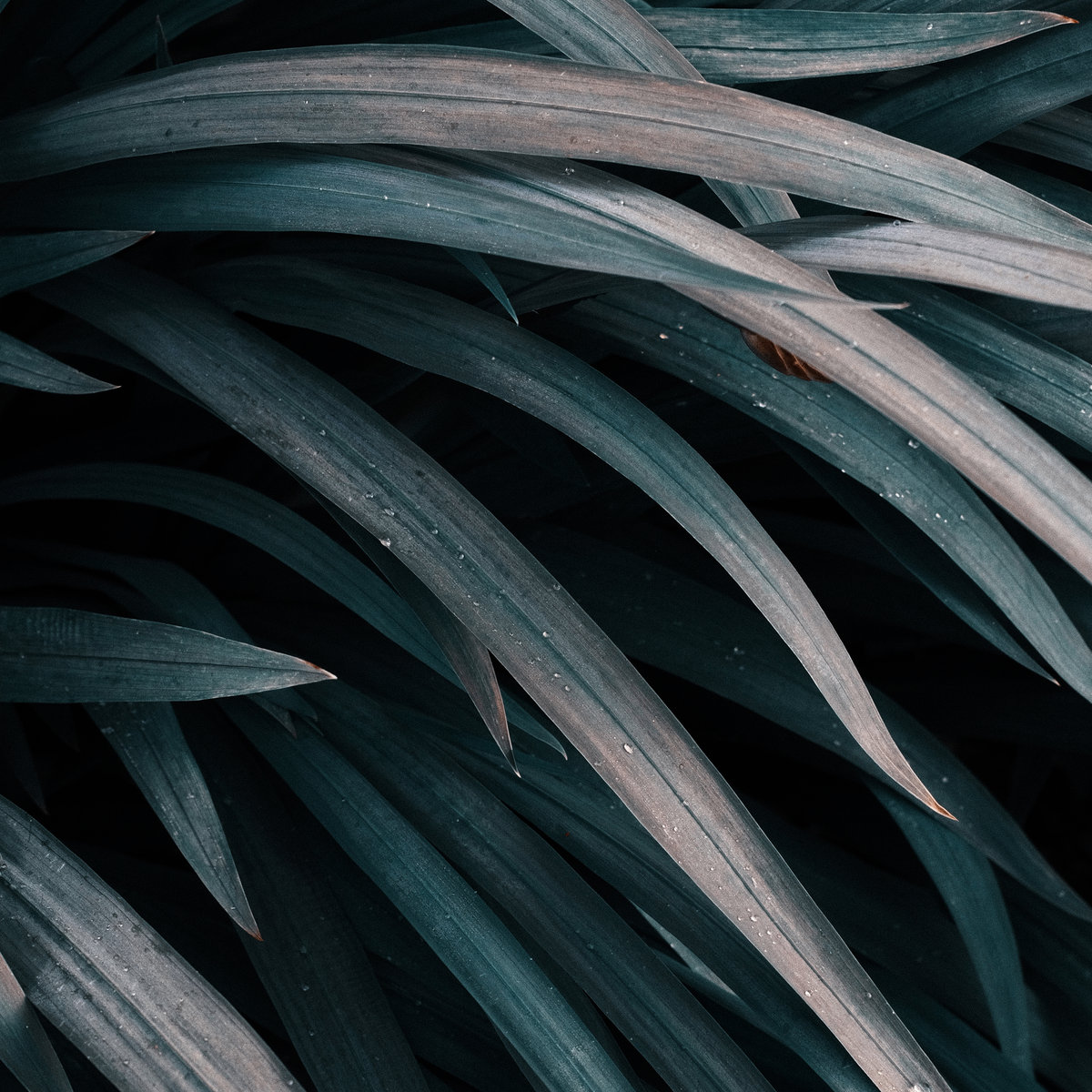 Nature cover