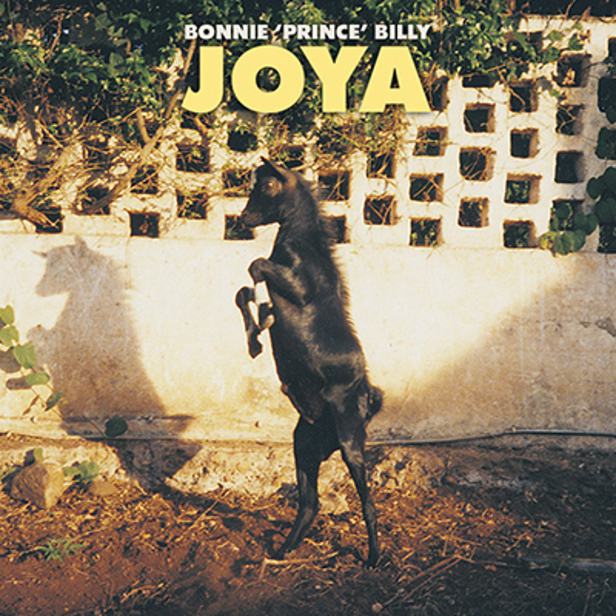Joya cover art